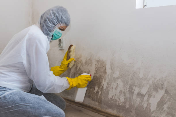 Trusted Trowbridge Park, MI Mold Inspection, Removal & Remediation Experts